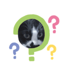 猫こむぎこはく3（個別スタンプ：6）