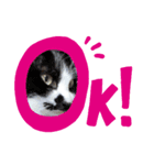 猫こむぎこはく3（個別スタンプ：7）