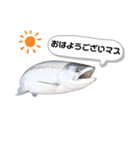 サクラマスタンプ（個別スタンプ：1）