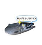 サクラマスタンプ（個別スタンプ：2）