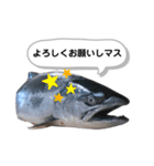 サクラマスタンプ（個別スタンプ：3）