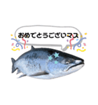サクラマスタンプ（個別スタンプ：4）