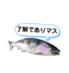 サクラマスタンプ（個別スタンプ：5）