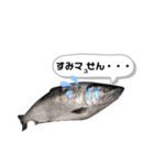 サクラマスタンプ（個別スタンプ：7）