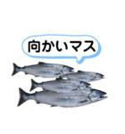 サクラマスタンプ（個別スタンプ：10）
