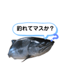 サクラマスタンプ（個別スタンプ：11）