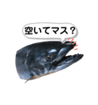 サクラマスタンプ（個別スタンプ：12）