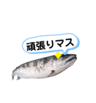 サクラマスタンプ（個別スタンプ：13）