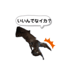 サクラマスタンプ（個別スタンプ：15）