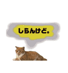 18歳のまんちちゃん。part3（個別スタンプ：33）