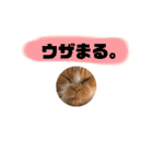 18歳のまんちちゃん。part3（個別スタンプ：34）