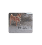 ナナ 2（個別スタンプ：4）