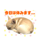 フレンチブルのべべです2nd（個別スタンプ：10）