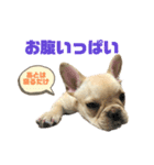 フレンチブルのべべです2nd（個別スタンプ：11）