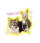 猫YJ専用（個別スタンプ：1）