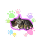 猫YJ専用（個別スタンプ：6）