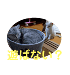 レオとソラのスタンプ（個別スタンプ：3）