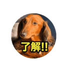 ダックスフントのマイロ（個別スタンプ：6）