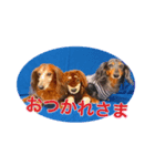 ダックスフントのマイロ（個別スタンプ：7）
