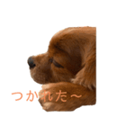 キャバリアのチャオ（個別スタンプ：2）
