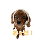 キャバリアのチャオ（個別スタンプ：4）