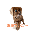 キャバリアのチャオ（個別スタンプ：6）