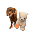 キャバリアのチャオ（個別スタンプ：7）