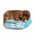 キャバリアのチャオ（個別スタンプ：9）