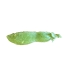 豆 beans（個別スタンプ：1）