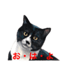 猫たちの主張（個別スタンプ：1）