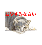 猫たちの主張（個別スタンプ：3）