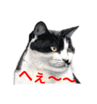 猫たちの主張（個別スタンプ：4）