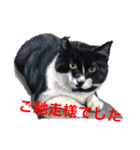 猫たちの主張（個別スタンプ：5）