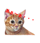 猫たちの主張（個別スタンプ：7）