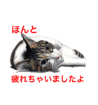 猫たちの主張（個別スタンプ：8）