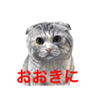 猫たちの主張（個別スタンプ：9）