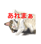 猫たちの主張（個別スタンプ：11）