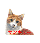 猫たちの主張（個別スタンプ：12）
