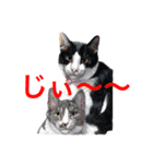 猫たちの主張（個別スタンプ：13）