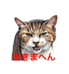 猫たちの主張（個別スタンプ：16）
