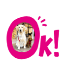 ヴェル用のスタンプ（個別スタンプ：1）