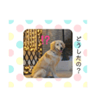 ヴェル用のスタンプ（個別スタンプ：2）