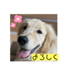 ヴェル用のスタンプ（個別スタンプ：3）