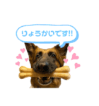 しぇぱーどのBABUです（個別スタンプ：1）