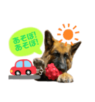 しぇぱーどのBABUです（個別スタンプ：4）