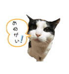 きっぺい24★①（個別スタンプ：10）
