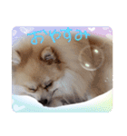 エールbabyの日常（個別スタンプ：5）