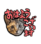 ねことていねい気味なことば（個別スタンプ：14）