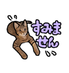 ねことていねい気味なことば（個別スタンプ：19）