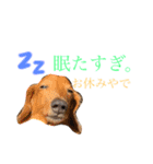 だいまめらっきースタンプ（個別スタンプ：5）